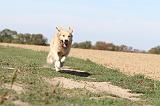 GOLDEN RETRIEVER 117